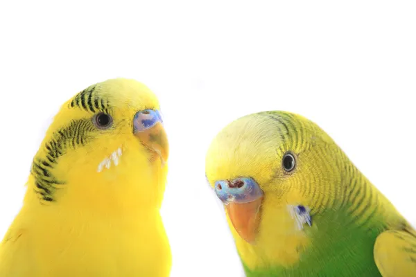 Δύο budgies — Φωτογραφία Αρχείου