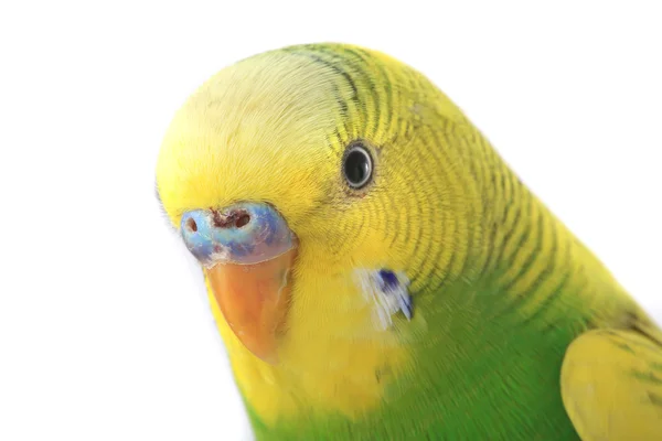 Close-up op budgie — Stockfoto