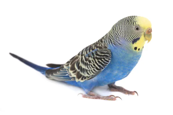 Blauwe budgie — Stockfoto