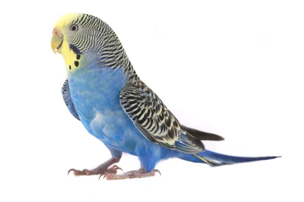 Mavi muhabbet kuşu — Stok fotoğraf