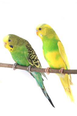 Sarı ve yeşil muhabbet kuşu dalı