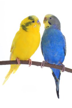 Sarı ve mavi budgerigars