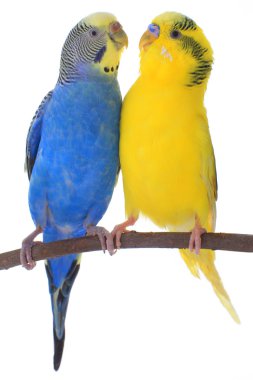 Sarı ve mavi budgerigars