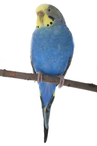 Blue budgie on branch — Stock Photo, Image