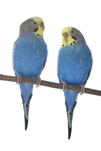 Δύο μπλε budgies — Φωτογραφία Αρχείου