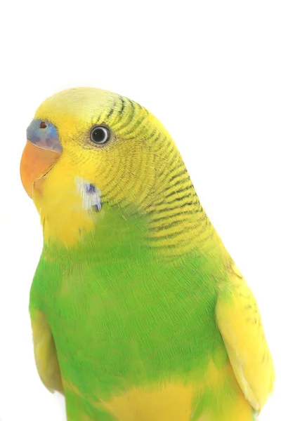 Retrato de budgerigars amarelos — Fotografia de Stock