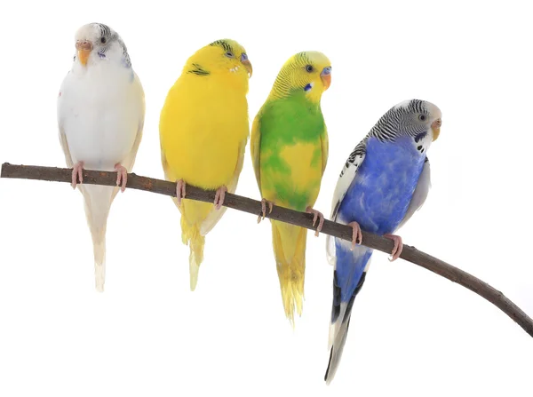 Australian parakeets on branch — Stock Photo, Image