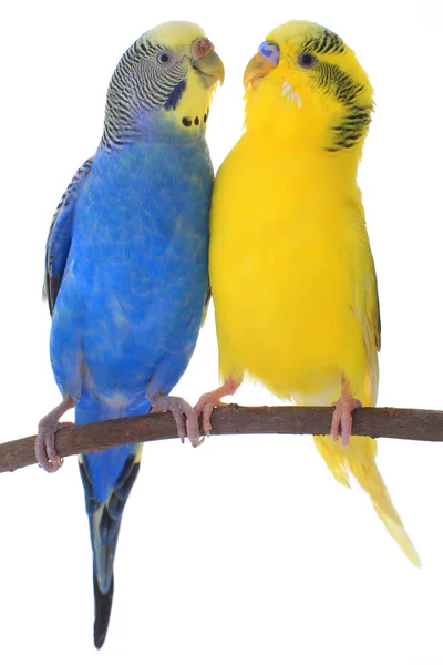 Yellow and blue budgerigars — Stock Photo, Image