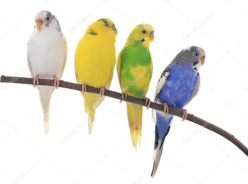 Australian parakeets on branch