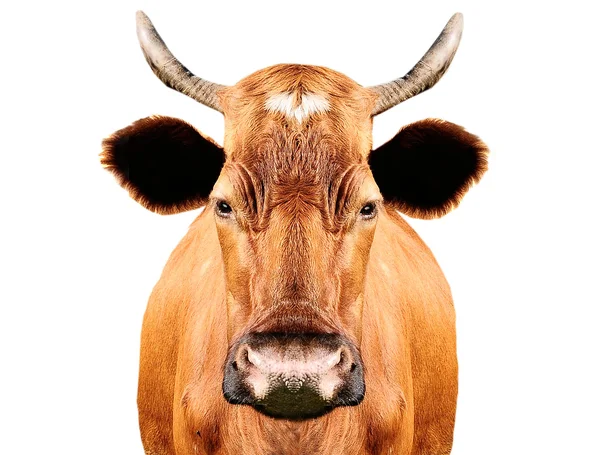 Коричневі корови — стокове фото