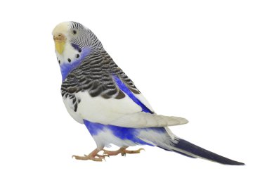 Blue budgie clipart