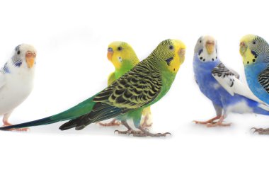Budgerigars
