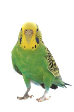 muhabbet kuşu