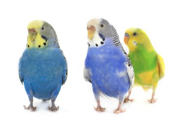 budgie clipart