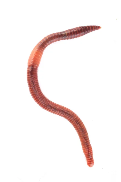 Worm — Stock Photo, Image