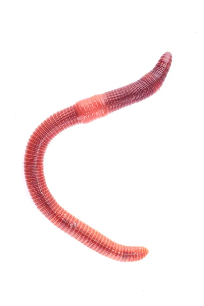 Worm — Stock Photo, Image