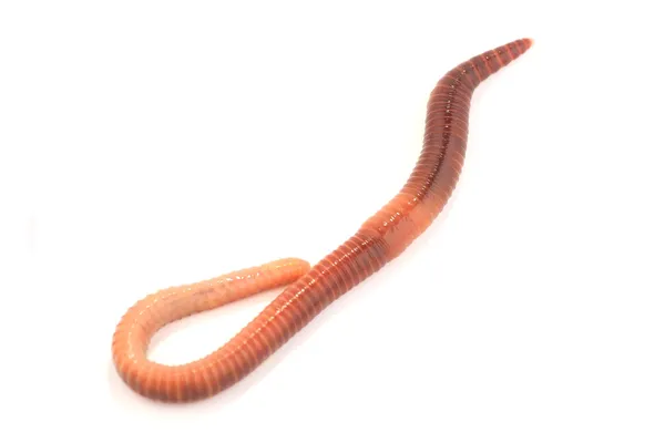 Worm — Stock Photo, Image