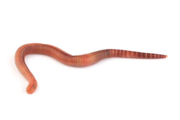 Worm — Stock Photo, Image