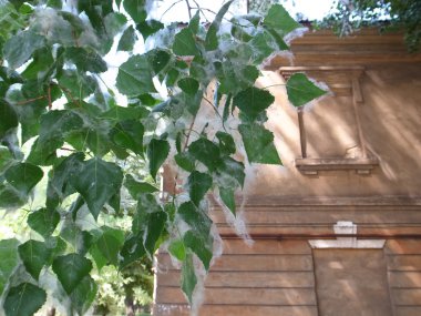 kavak