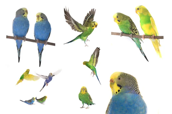 Budgie — Stock Photo, Image