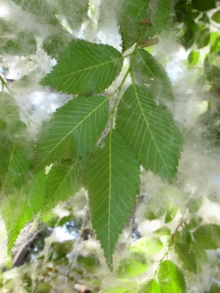 Poplar — Stock Photo, Image