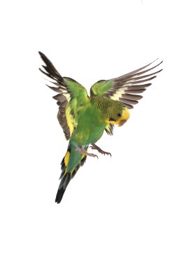Take-off of a parrot clipart