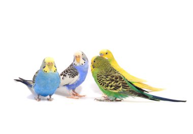 Avustralya parakeets