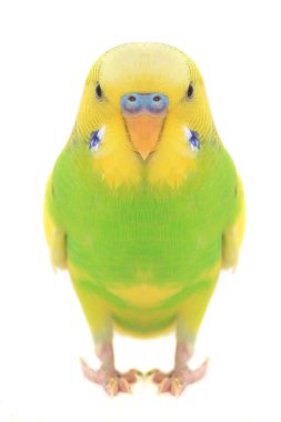 portre budgerigars