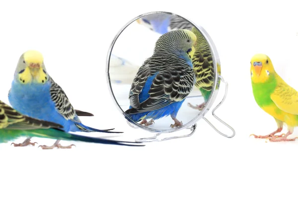 Aynaya yansıyan papağan — Stok fotoğraf