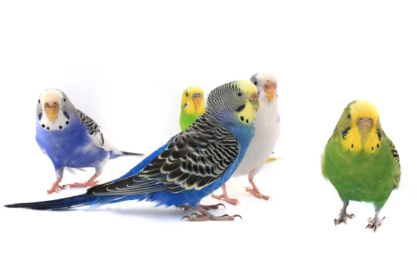 다채로운 budgies — 스톡 사진