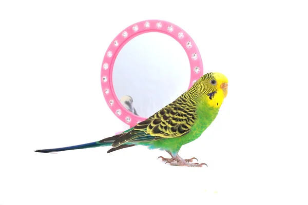 Aynaya yansıyan yeşil papağan — Stok fotoğraf