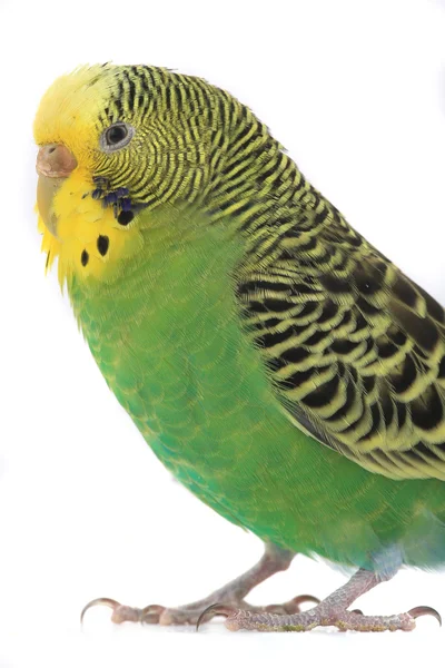 Portrait budgerigars — Stock Photo, Image