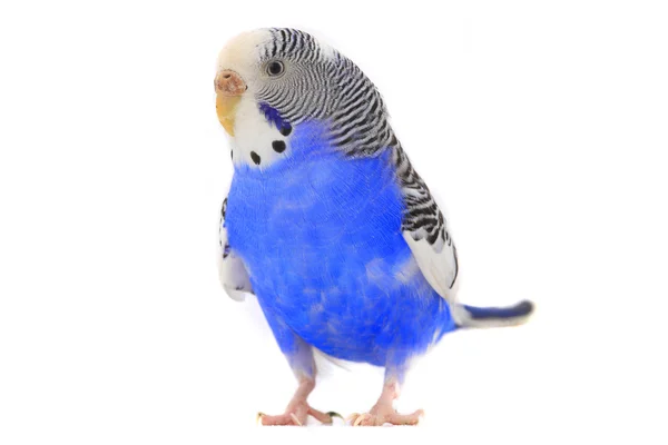 Blue budgie — Stock Photo, Image