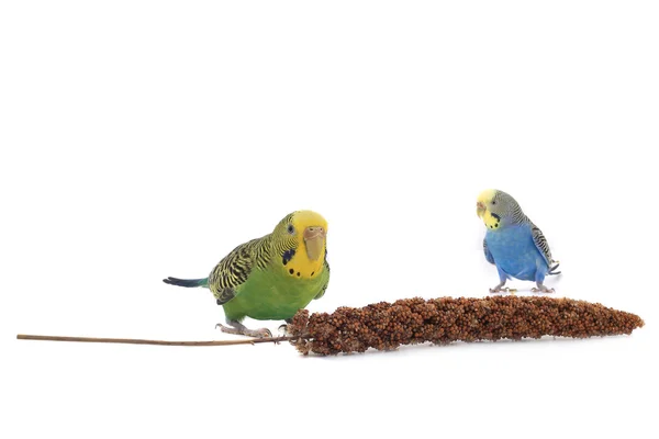 Papağan yiyecek kuşlar için yem — Stok fotoğraf
