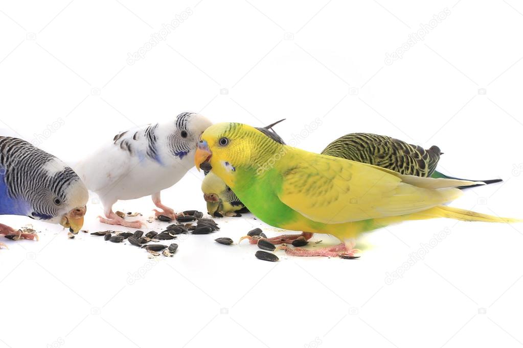 Parrot eat a forage for birds