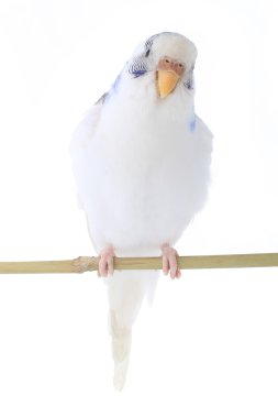 muhabbet kuşu