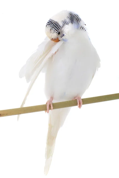 Budgie — Stock Photo, Image