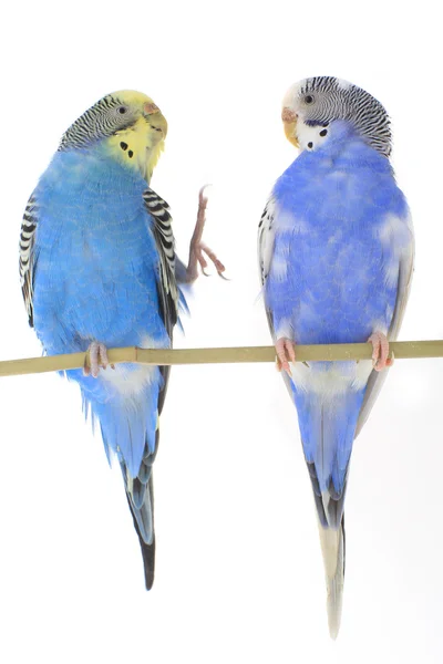 Budgie azul — Fotografia de Stock