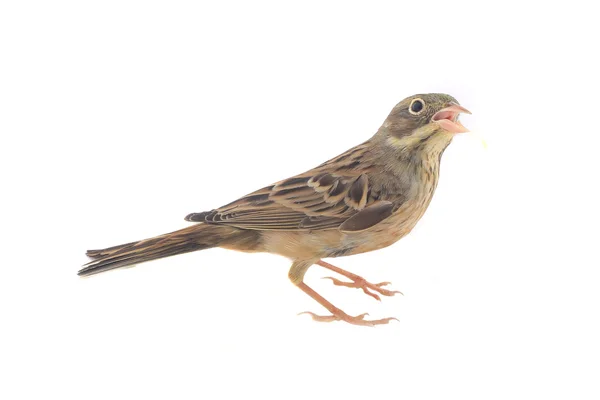 Reed Bunting — Stock Photo, Image