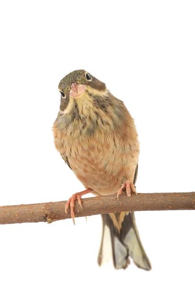 Reed Bunting — Stock Photo, Image