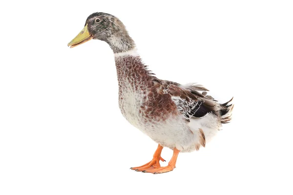 Duck Stock Picture