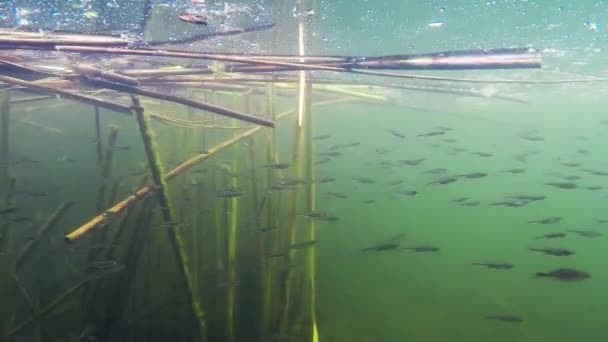 Маленька риба плаває в річці — стокове відео