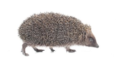 Kirpi
