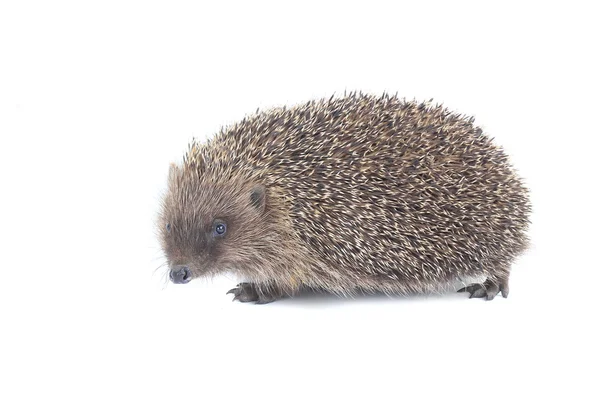 Igel — Stockfoto