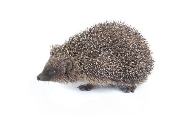 Hedgehog — Stock Photo, Image