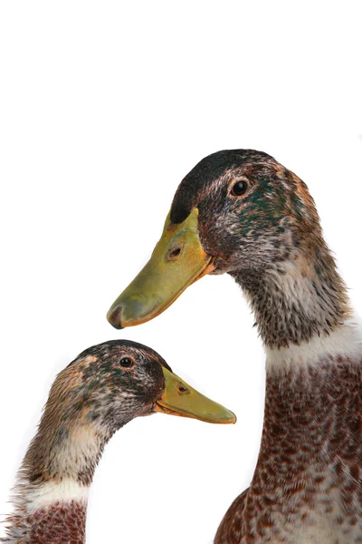 Portrait de deux canards — Photo