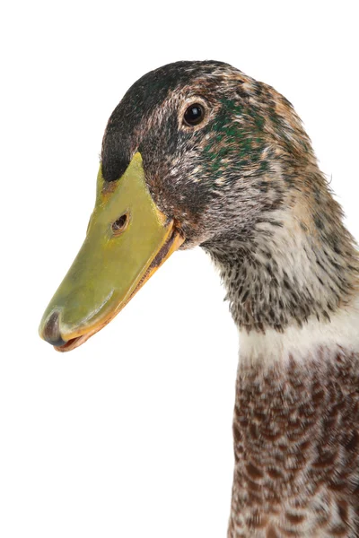 Ördek portresi — Stok fotoğraf