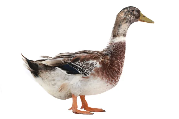 Duck Stock Image