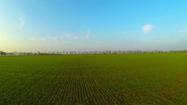 Moviéndose a través del campo verde . — Vídeos de Stock