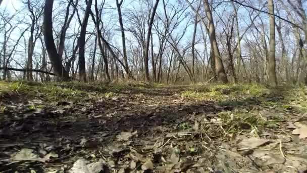 Estrada de terra através da floresta de outono — Vídeo de Stock